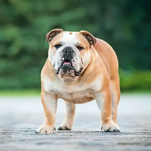 Older Bulldog standing outside