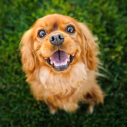 A cute Cavalier King Charles Spaniel running in a field