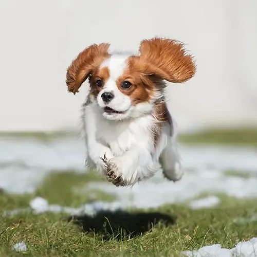 A cute smiling Cavalier King Charles Spaniel looking at the camera