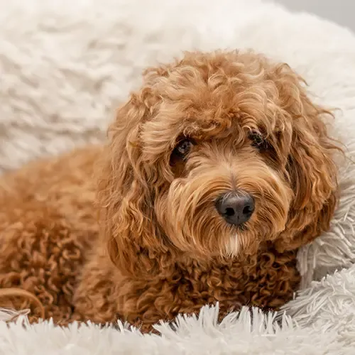 Aerial shot of a brown Cavapoo walking on a grey stone path