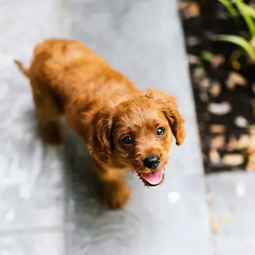 A cute Cavapoo lying on a fluffy white blanket