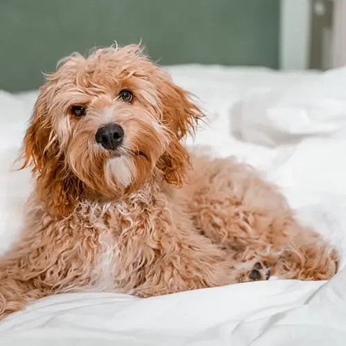 Brown Cavapoo lying on a white bed