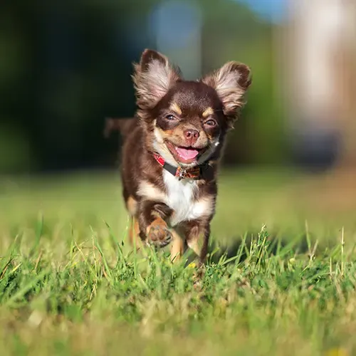 A cute Chihuahua lying on the floor with its tongue out
