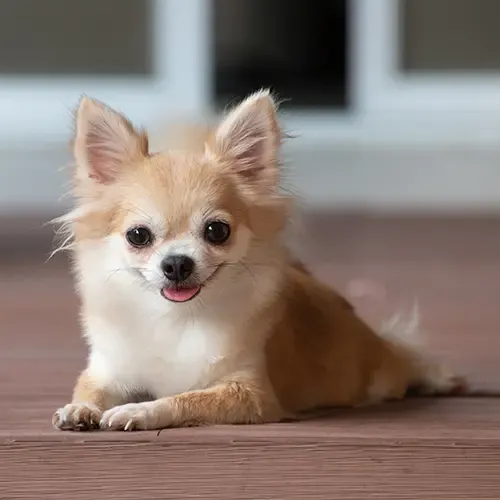 A cute brown Chihuahua in a garden
