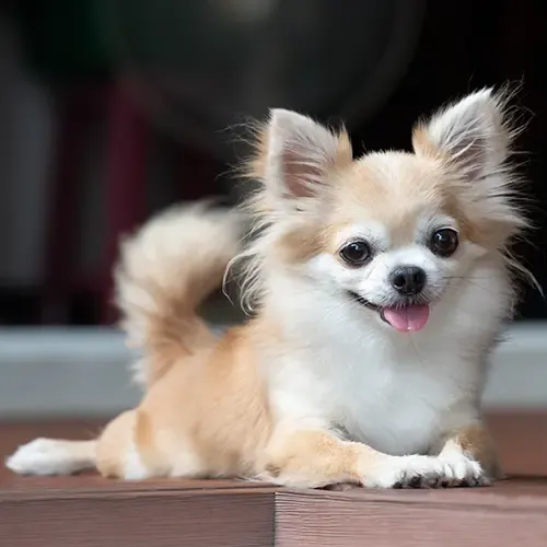 Happy Chihuahua lying on a wooden floor