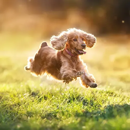 Brown Cocker Spaniel pup sitting in the garden