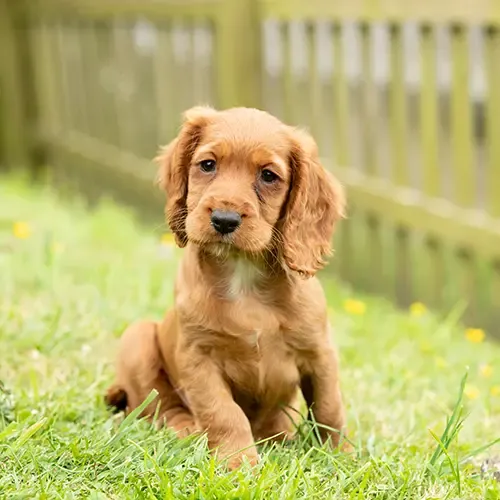 Cocker Spaniel having fun in long grass