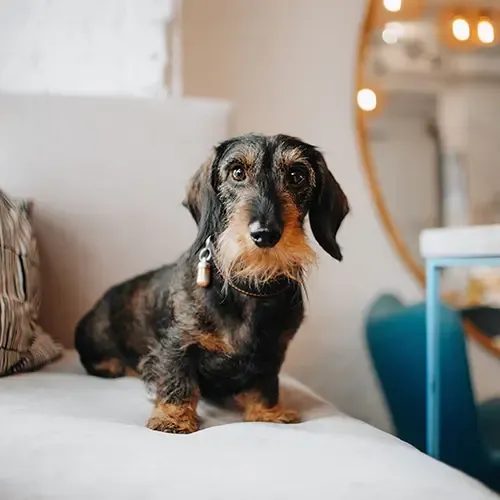 Dachshund with a brown beard sitting on a comfy seat