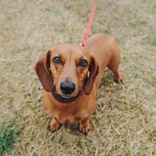 A Dachshund puppy walking along a muddy path