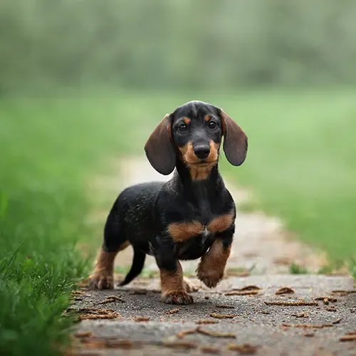 A Dachshund with a red lead standing while out on a walk