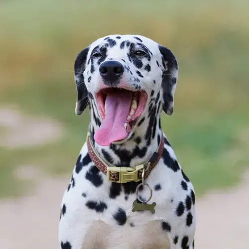 Dalmatian puppy standing in a grassy field