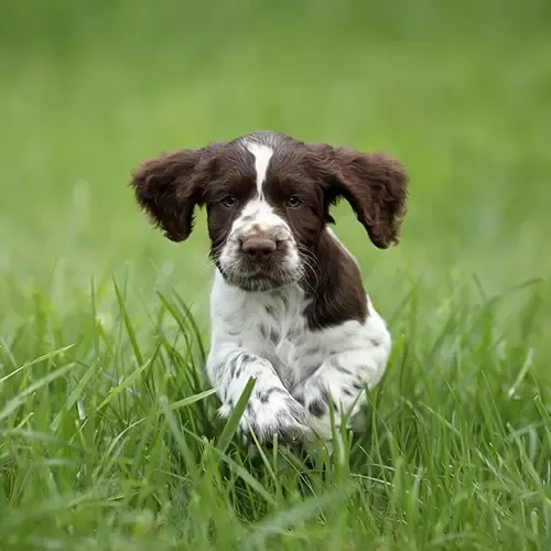 A cute English Springer Spaniel running in a field