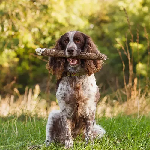 A happy English Springer Spaniel sitting outside with a big stick in their  mouth