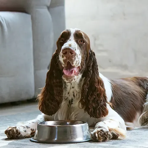 English Springer Spaniel lying in front of their food bowl