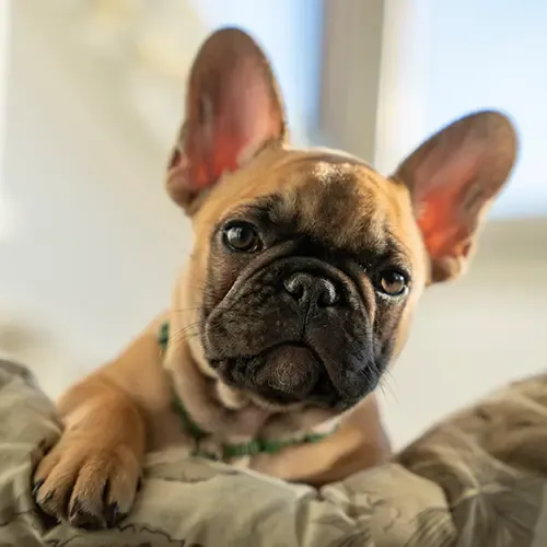 French Bulldog puppy sitting on a comfy cushion