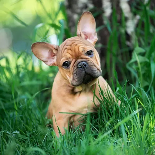 A French Bulldog puppy sitting in some long grass