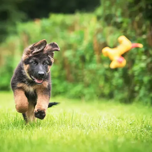 German Shepherd puppy chasing after a yellow chew toy