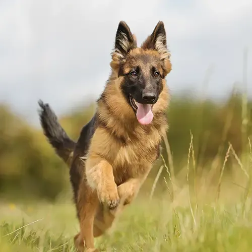 A happy German Shepherd running through a field