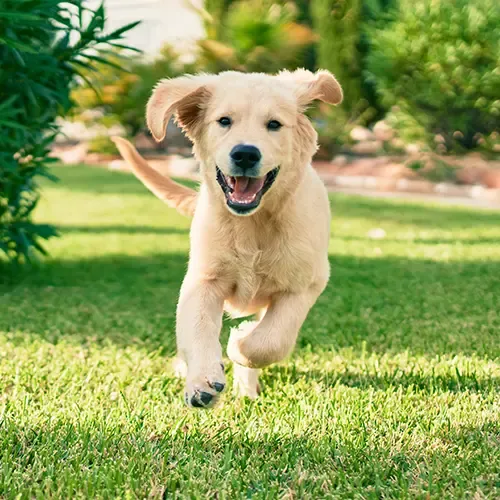 A Golden Retriever puppy bounding in a garden