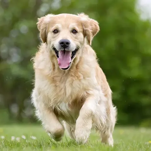 A big Golden Retriever running on the grass