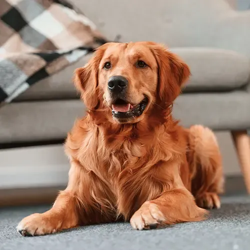Smiling Golden Retriever lying on a living room rug