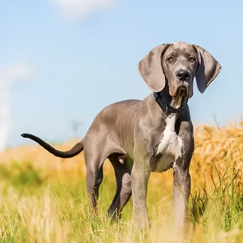 A large Great Dane dog standing up
