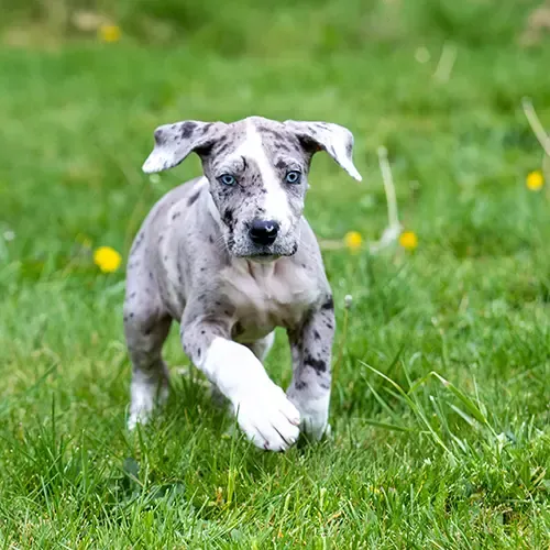 A grey Great Dane puppy running in the grass