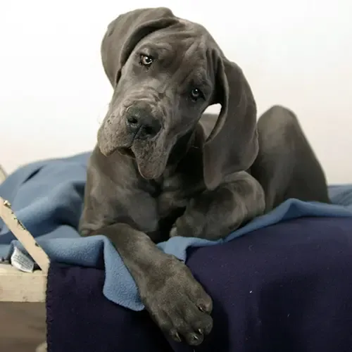 Grey Great Dane relaxing on a blue bed