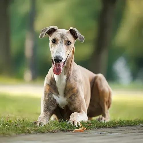 A brown Greyhound lying down