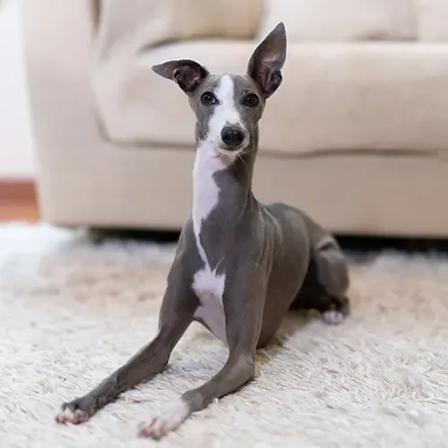 Grey and white Greyhound sitting in front of a white sofa