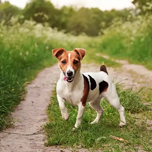 A Jack Russell on a rural path on a walk