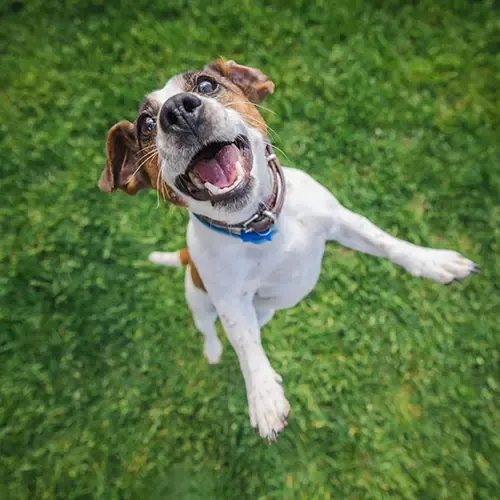 A happy Jack Russell jumping up to the overhead camera