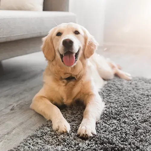 Happy Labrador lying on a grey rug