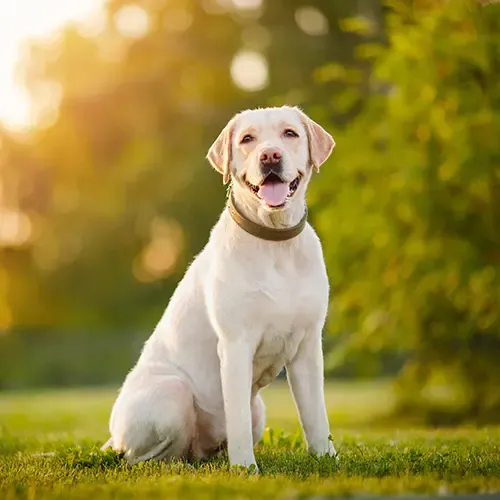 A Labrador relaxing in the sun