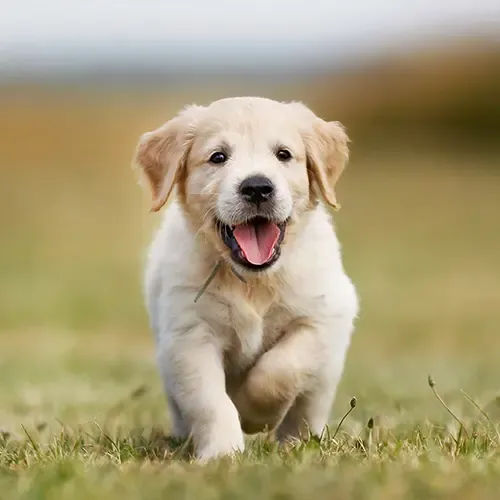 Labrador puppy running through a field