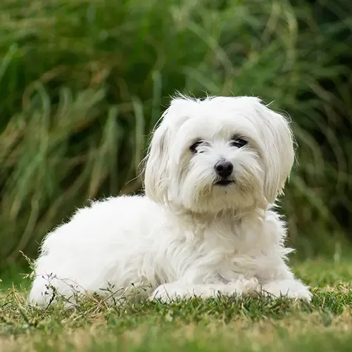 A Maltese puppy running with its tongue out