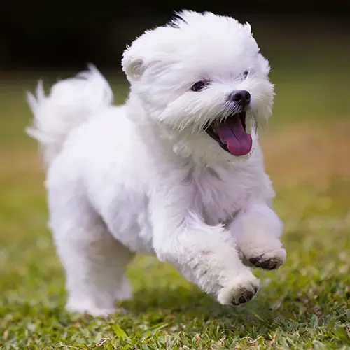A cute Maltese puppy lying in the grass