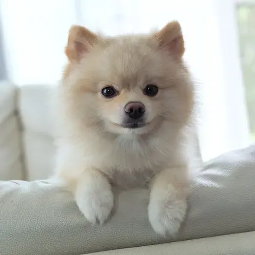 White Pomeranian leaning up on the back of the sofa