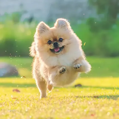 A happy Pomeranian bounding through a field