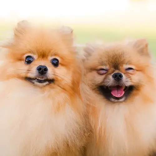 Two Pomeranians smiling at the camera
