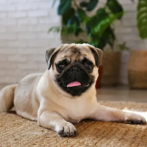 Happy Pug lying down on a woven mat