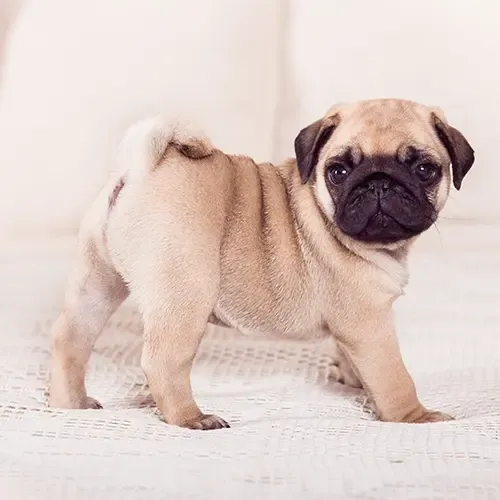 A Pug Puppy standing and turning to face the camera