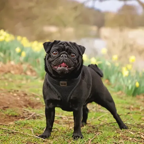 A Black Pug smiling in a field with daffodils in the background