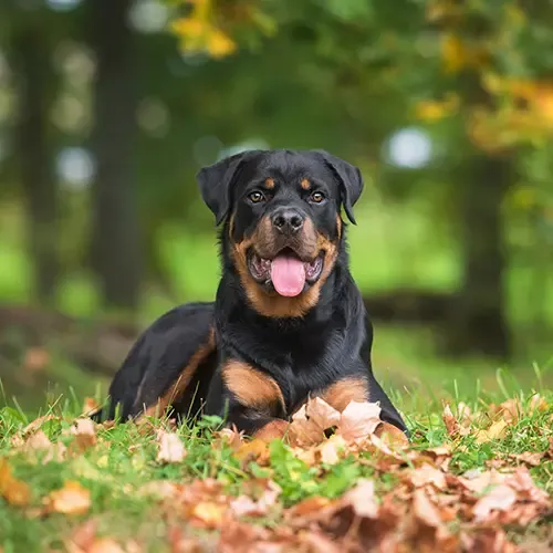 A smiling Rottweiler lying in the grass