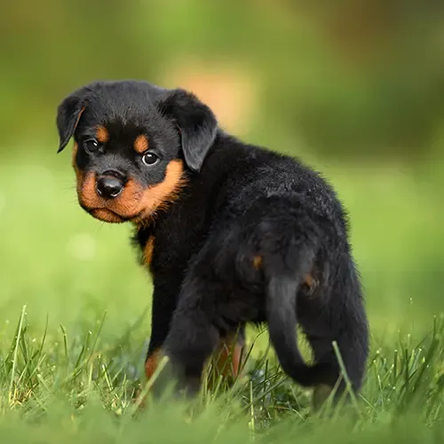 A Rottweiler puppy standing and turning to face the camera
