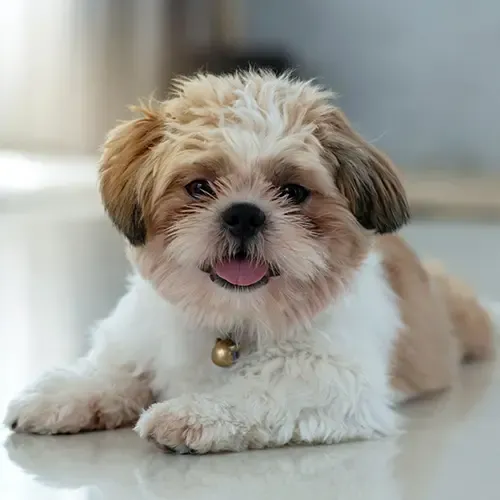 Cute brown and white Shih Tzu lying down with its tongue out