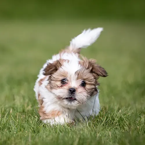 A cute little Shih Tzu lrunning in the park
