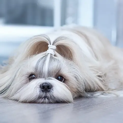 A long-haired Shih Tzu lying down