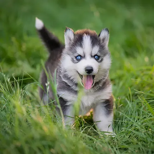 A cute Siberian Husky puppy yawning