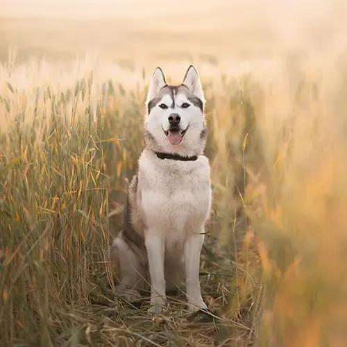 A smiling Siberian Husky standing in a wheat field